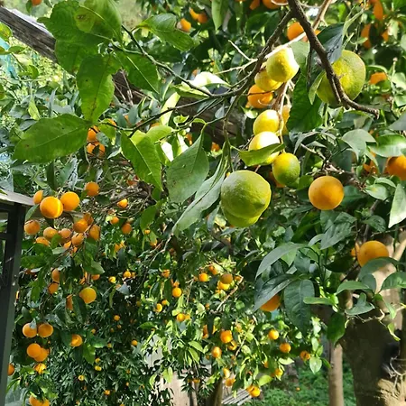 Casa Rosellina 度假居