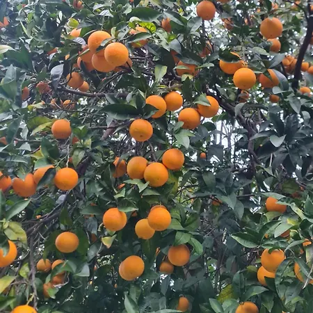 度假居 Casa Rosellina