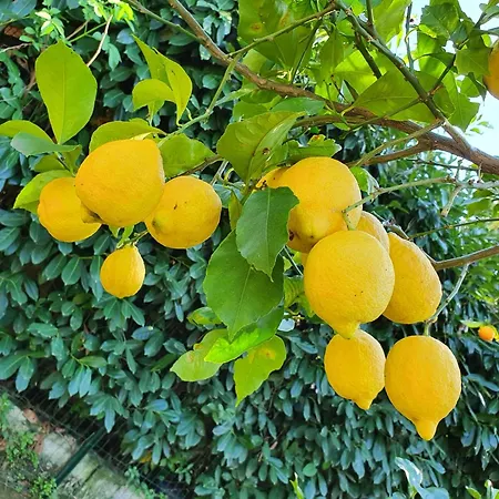 Casa Rosellina 索伦托