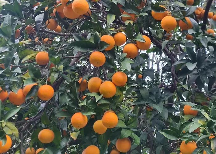 度假居 Casa Rosellina