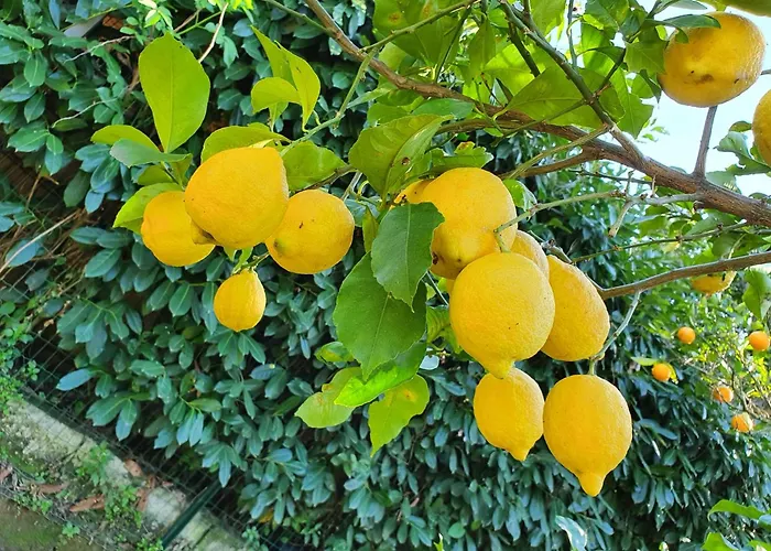 Casa Rosellina 索伦托